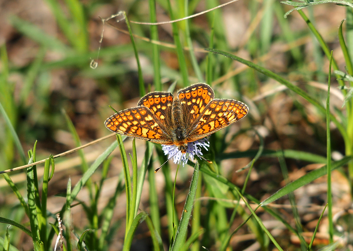 euphydryas-aurinia