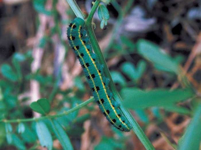 colias-alfacariensis