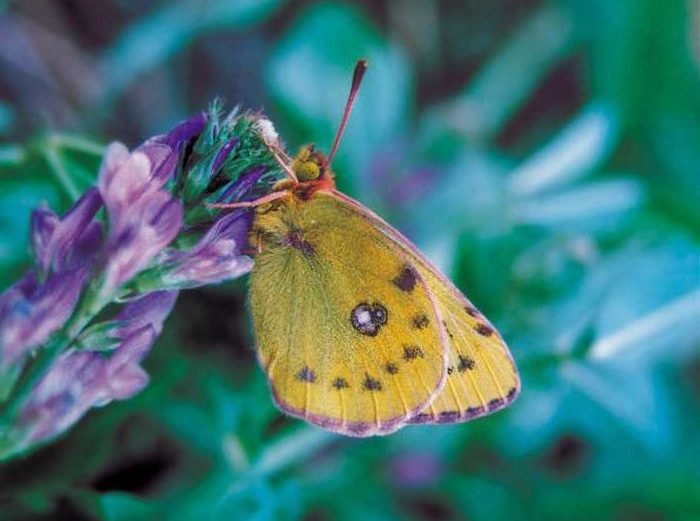 colias-alfacariensis