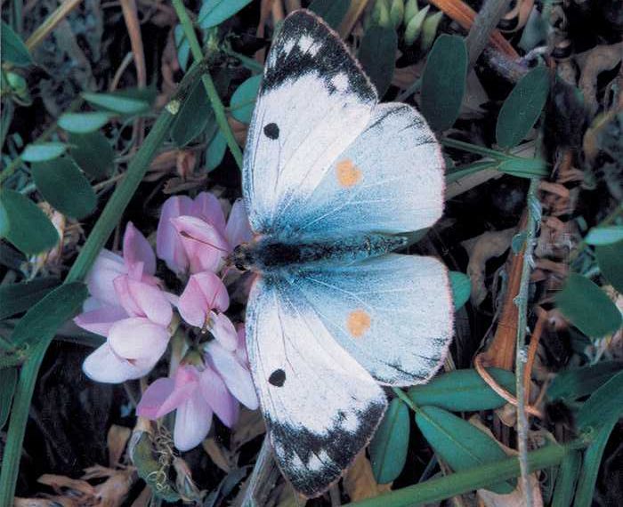 colias-alfacariensis