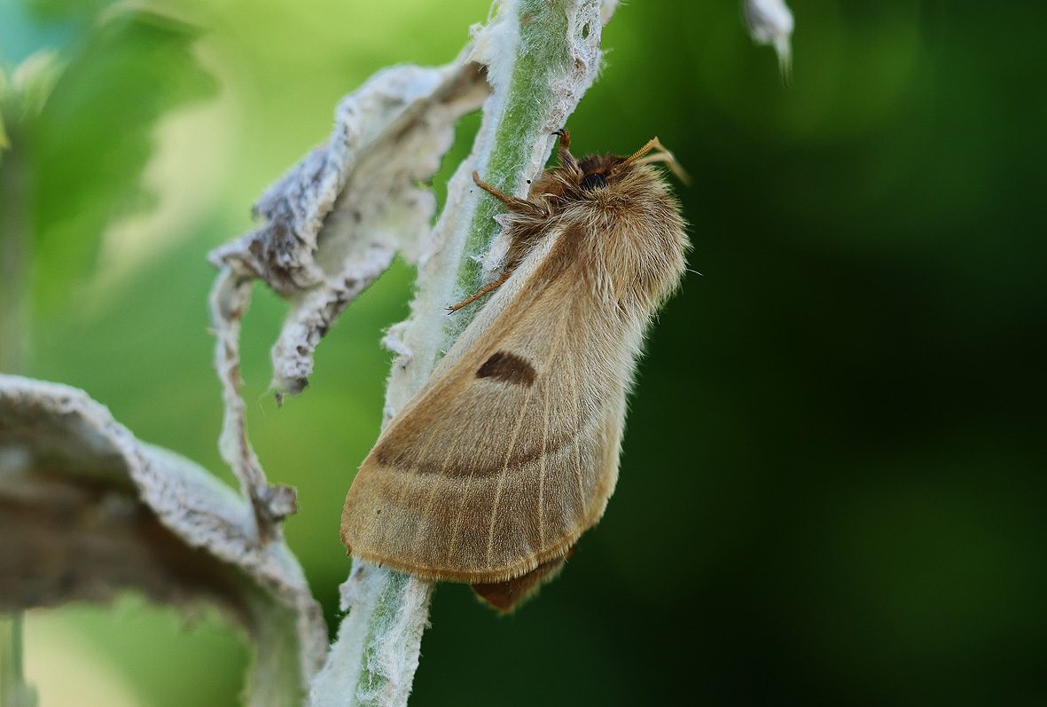 lemonia-balcanica