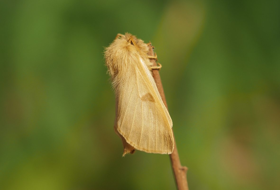 lemonia-balcanica