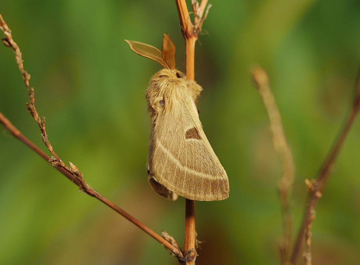 lemonia-balcanica