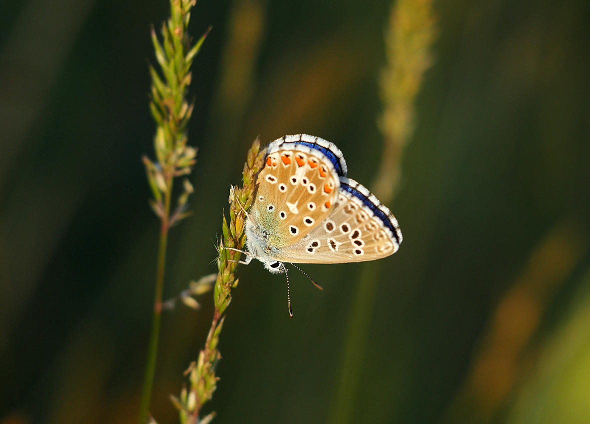 polyommatus-bellargus