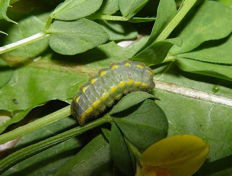 bellargus