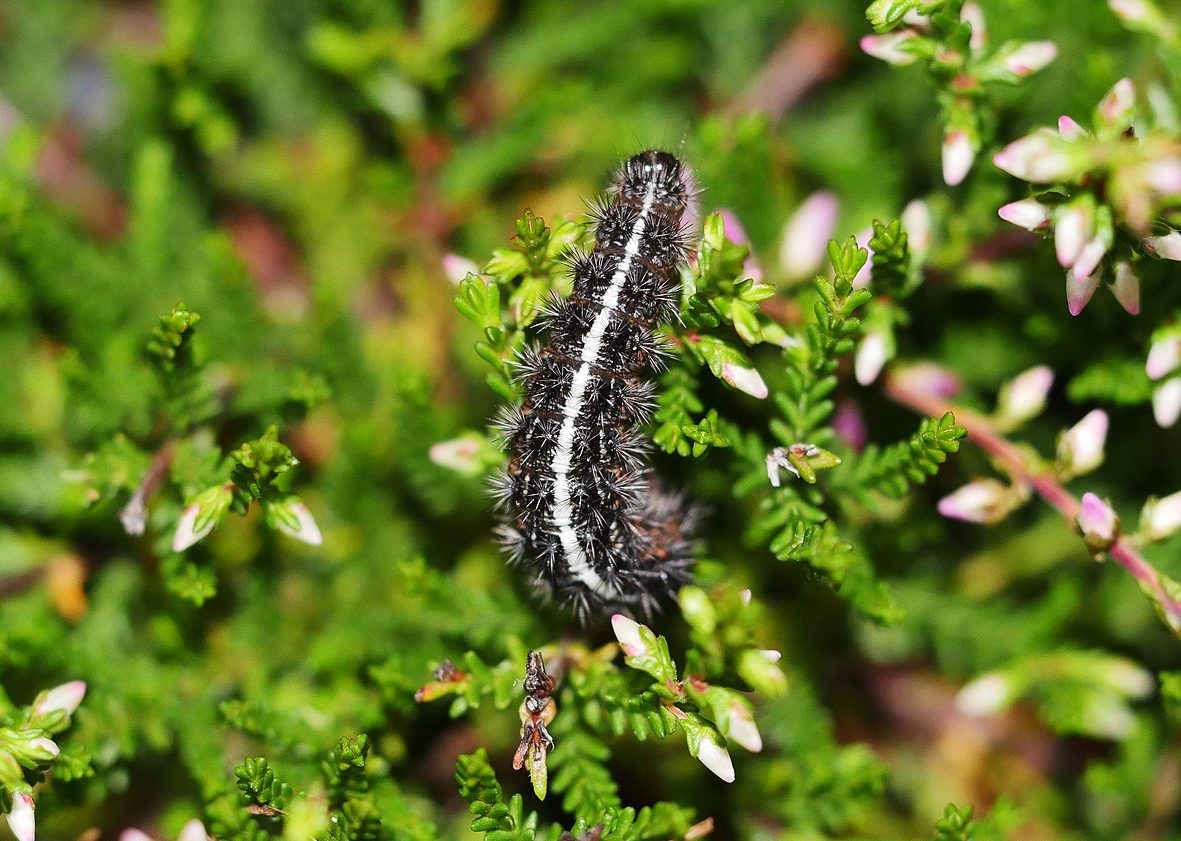 coscinia-cribraria