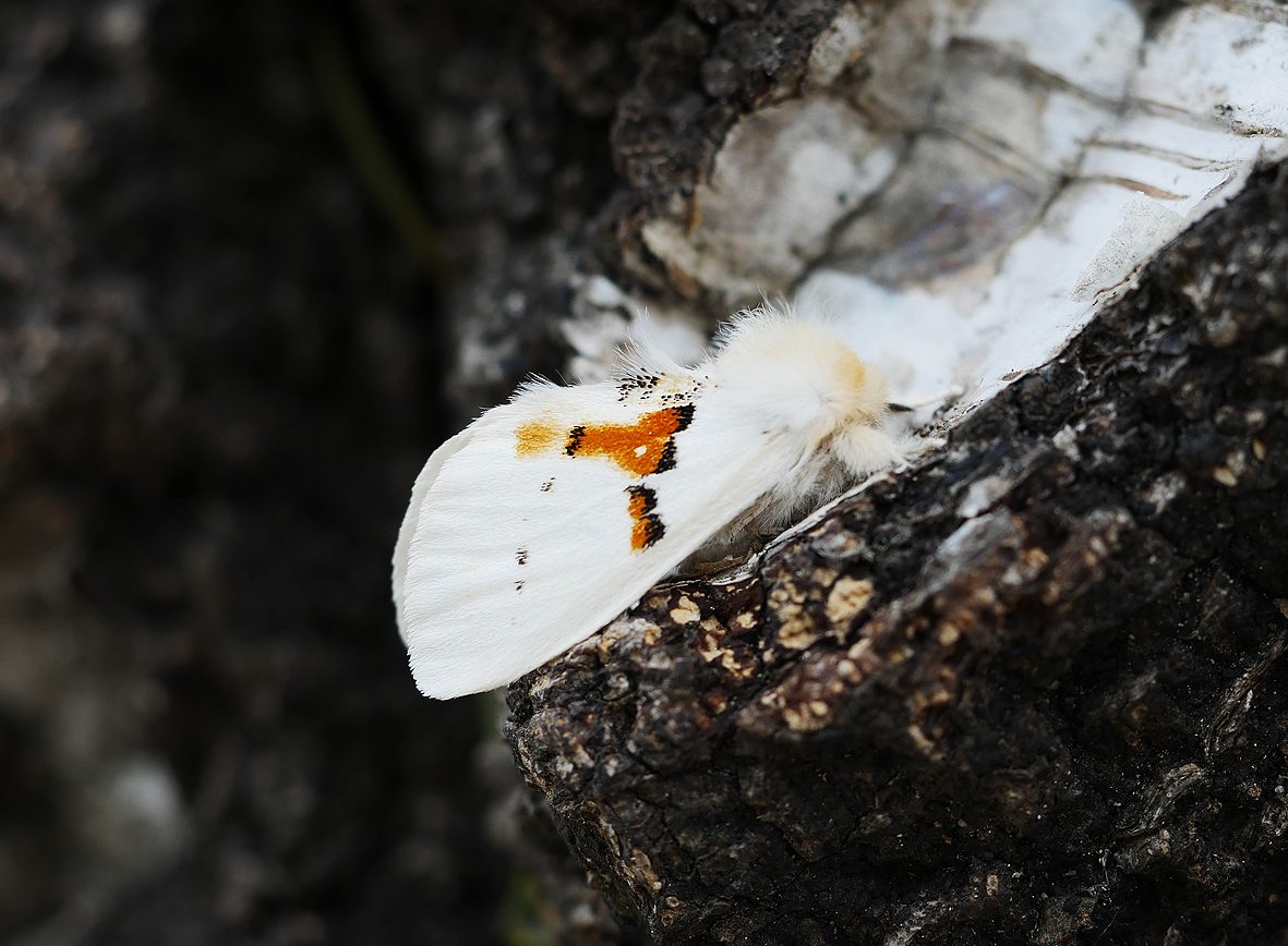 leucodonta-bicoloria