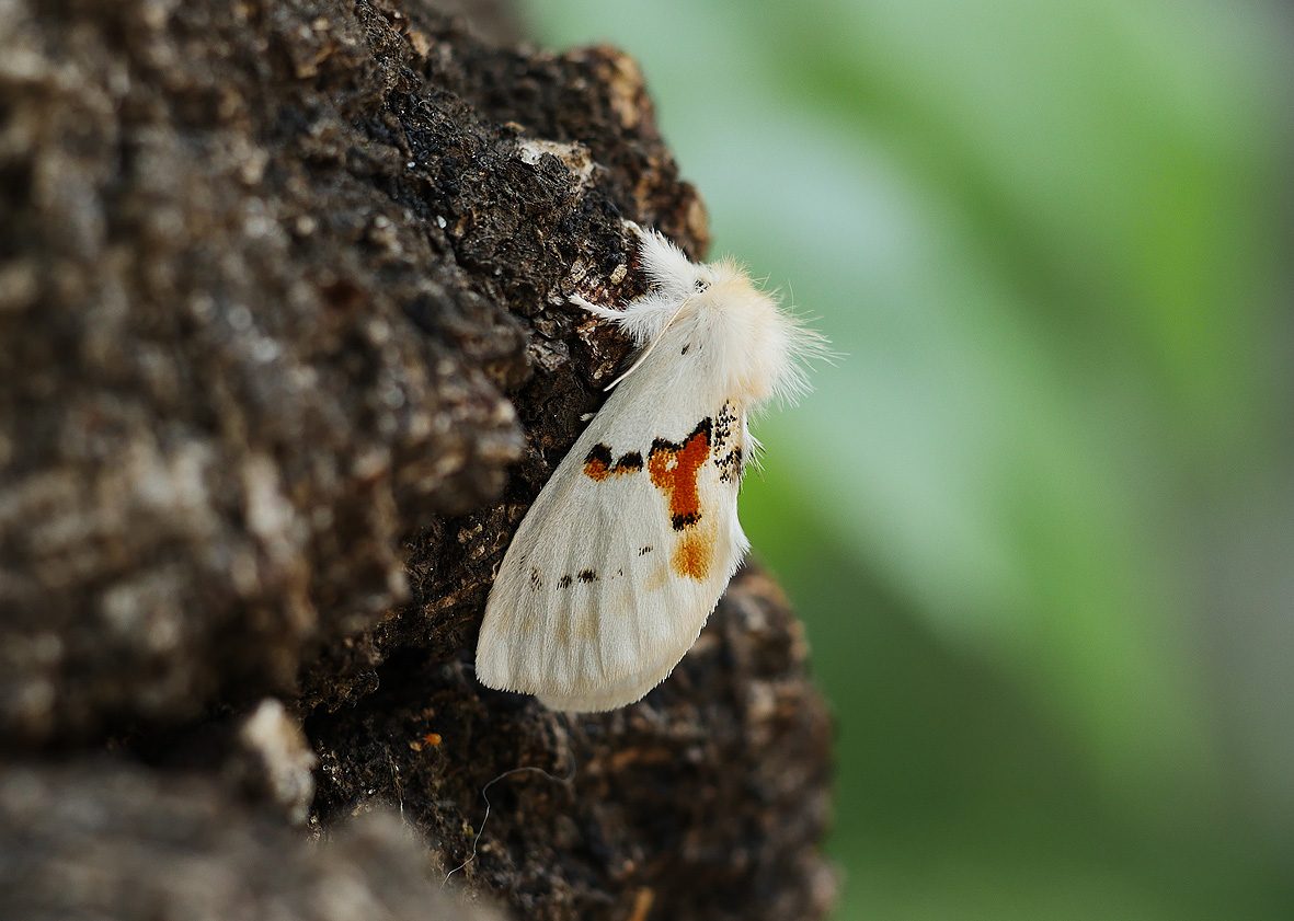 leucodonta-bicoloria