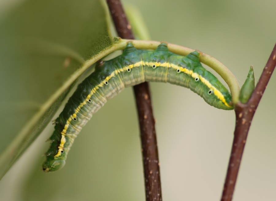 leucodonta-bicoloria