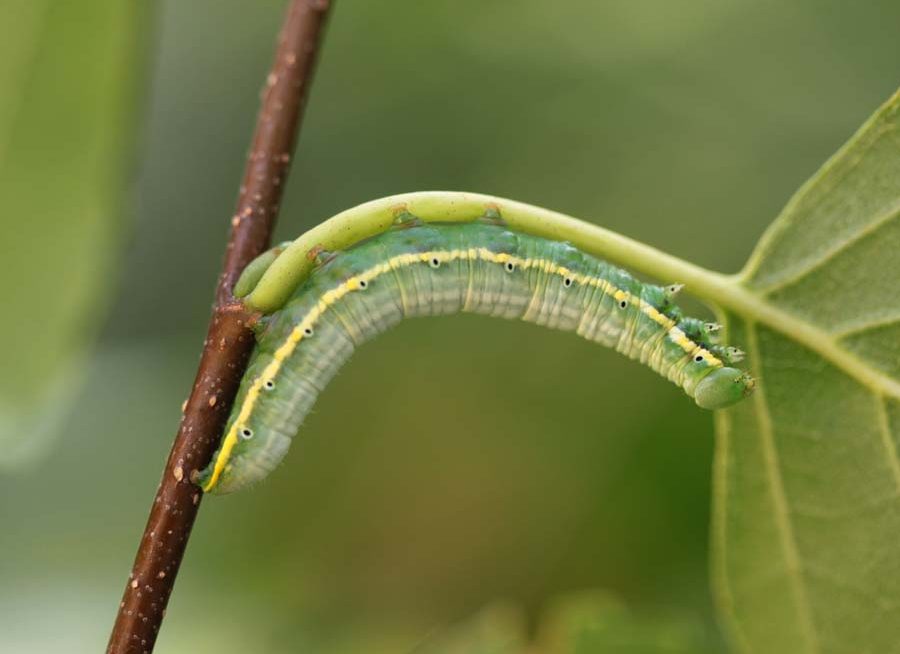 leucodonta-bicoloria