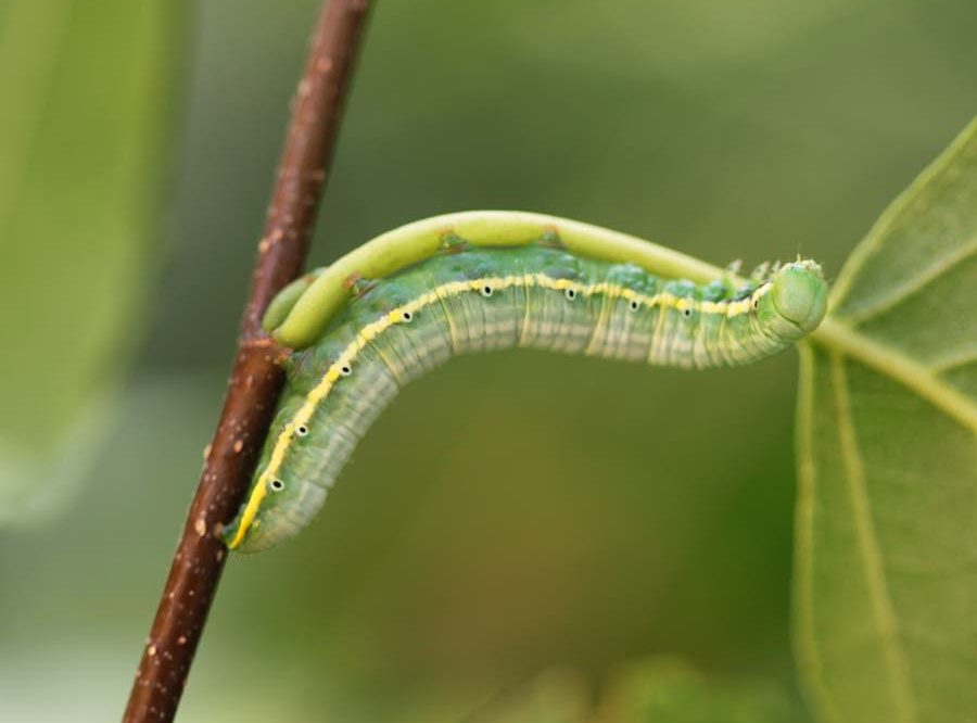 leucodonta-bicoloria