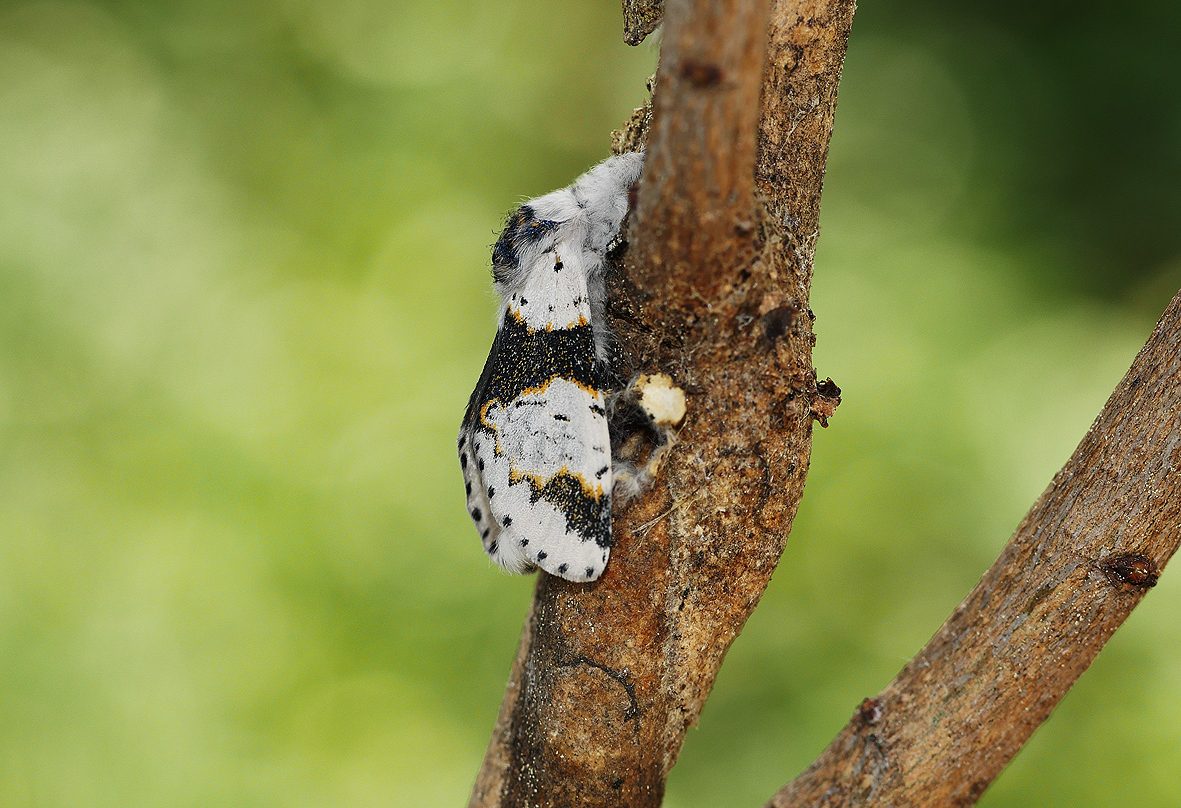 furcula-bicuspis