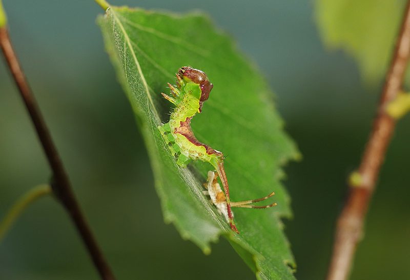 furcula-bicuspis