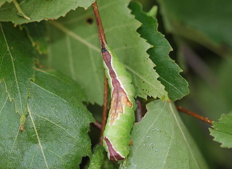 furcula-bicuspis