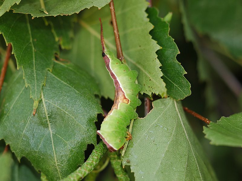 furcula-bicuspis