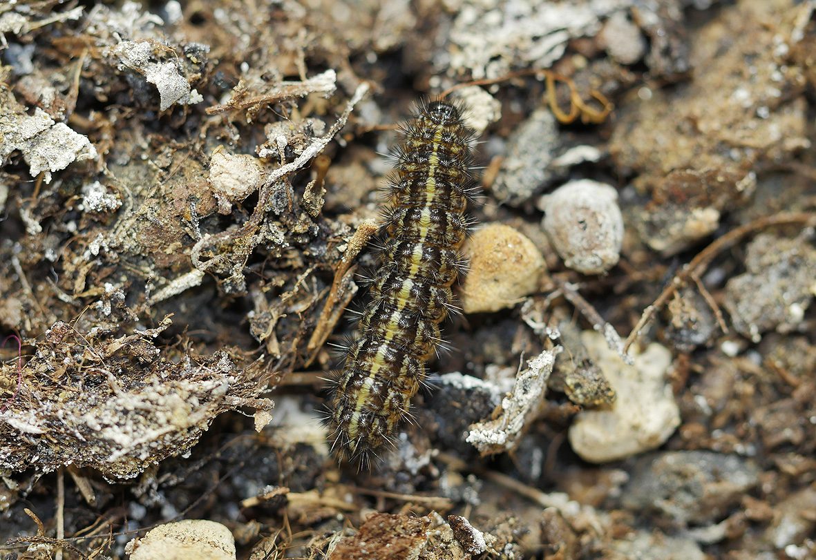 coscinia-bifasciata