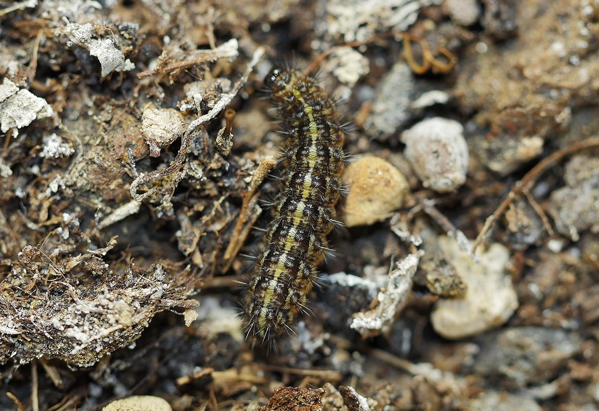 coscinia-bifasciata