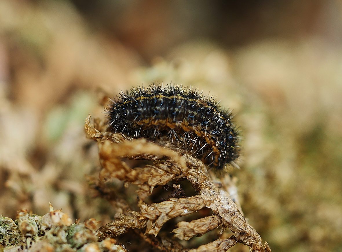 coscinia-bifasciata