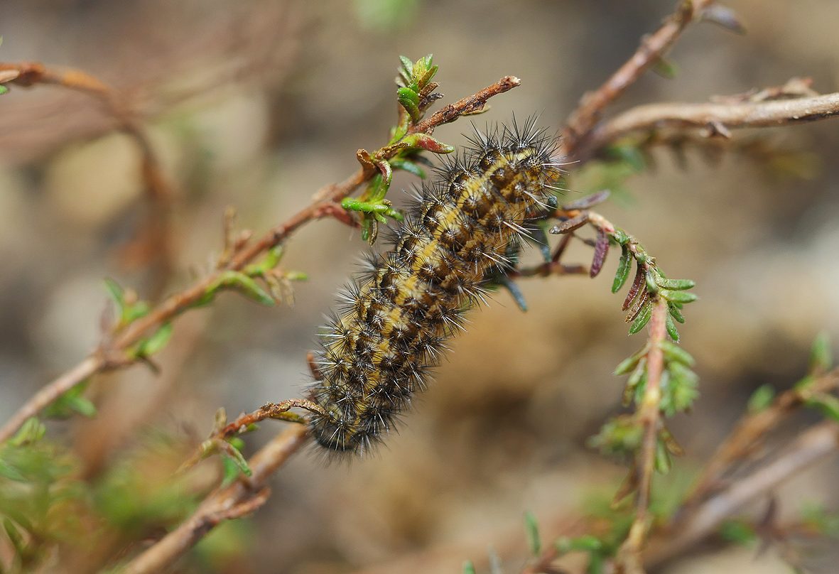 coscinia-bifasciata