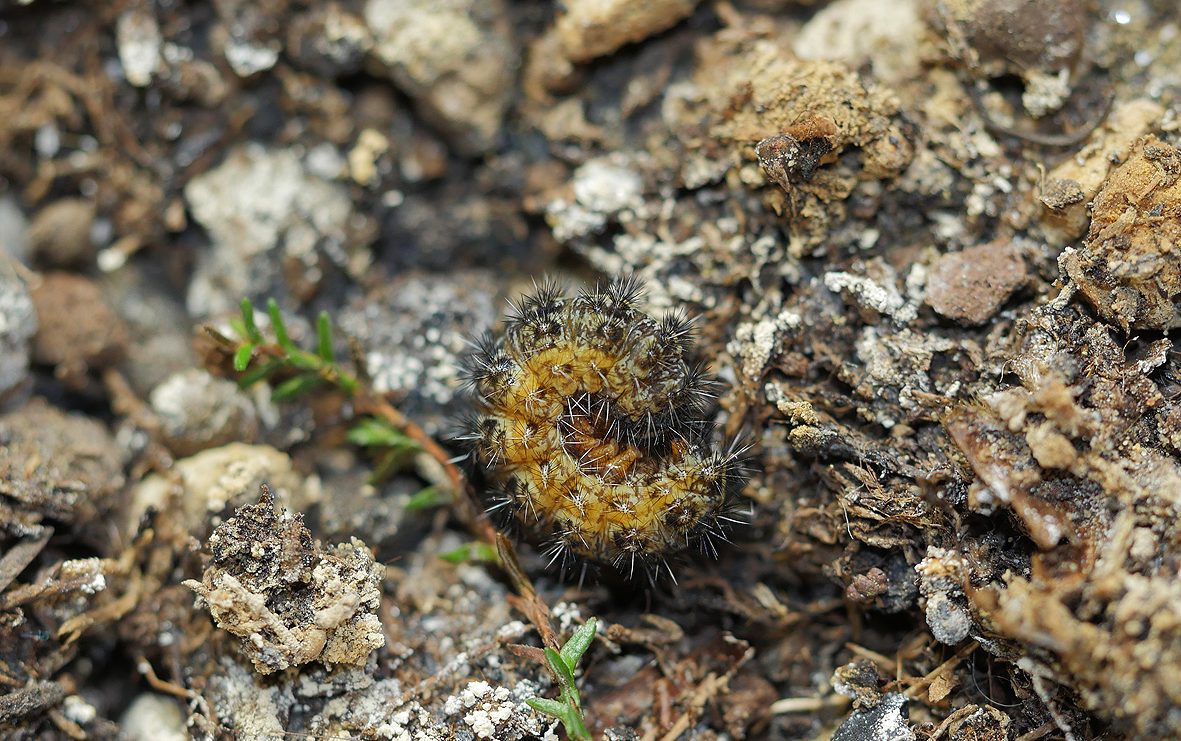 coscinia-bifasciata