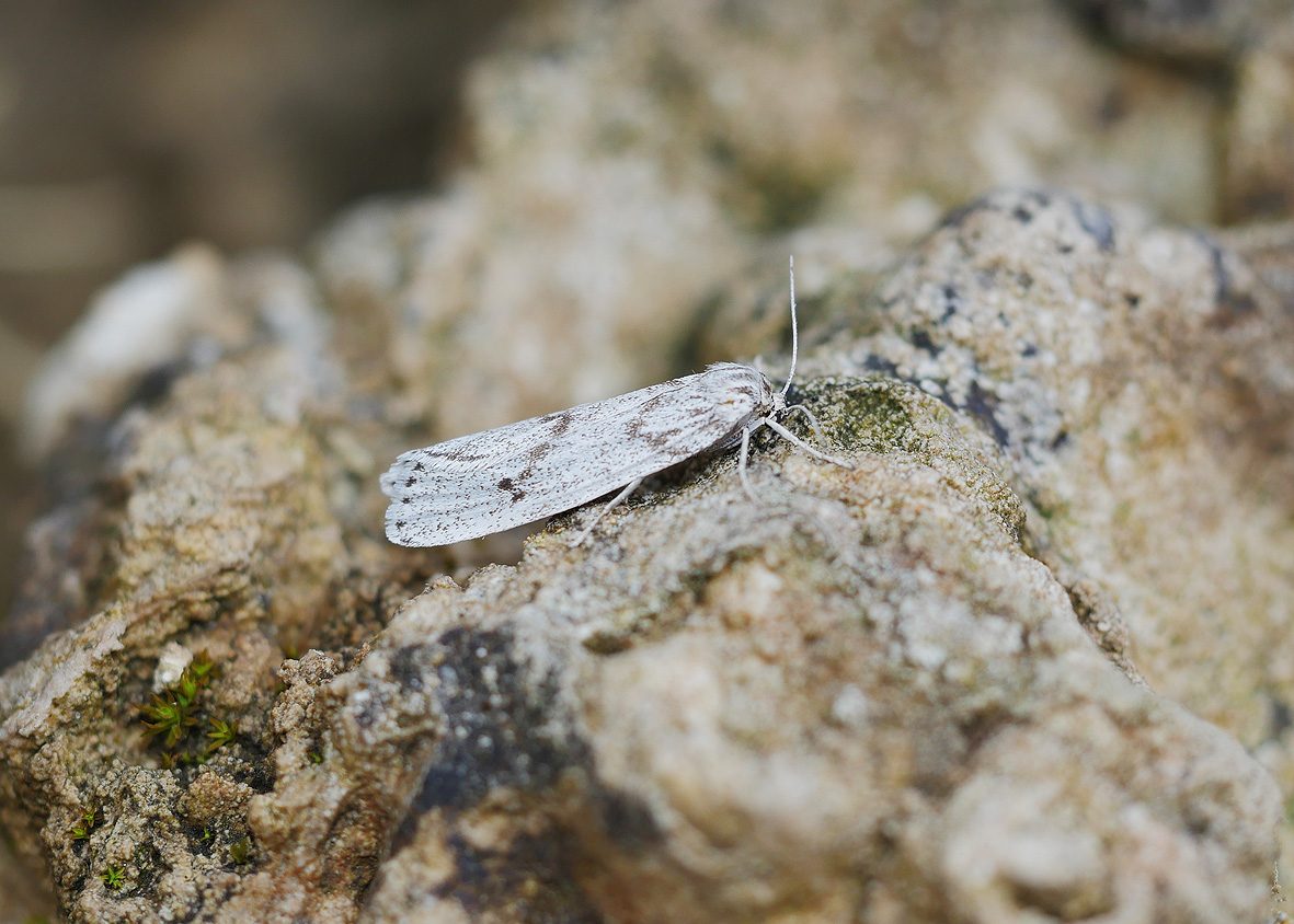 coscinia-bifasciata