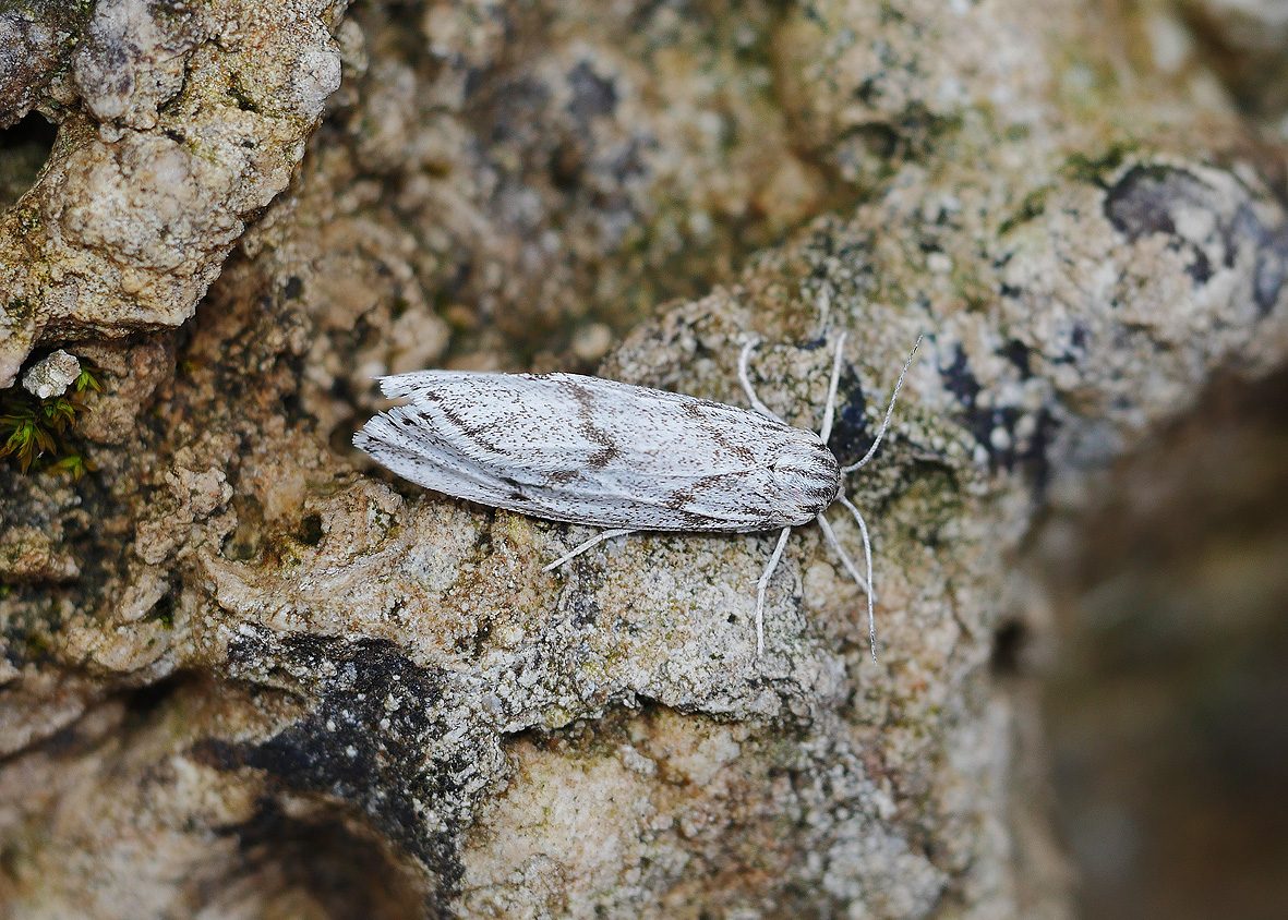 coscinia-bifasciata