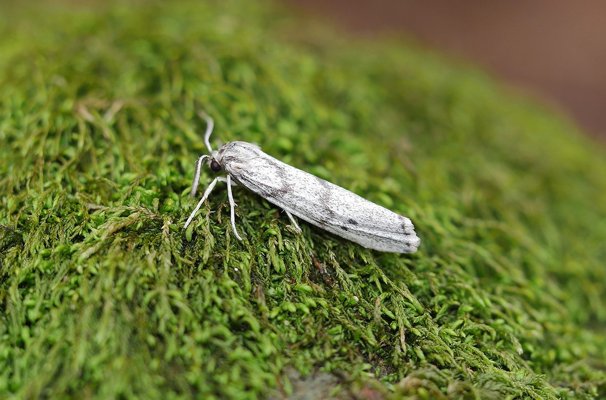 coscinia-bifasciata