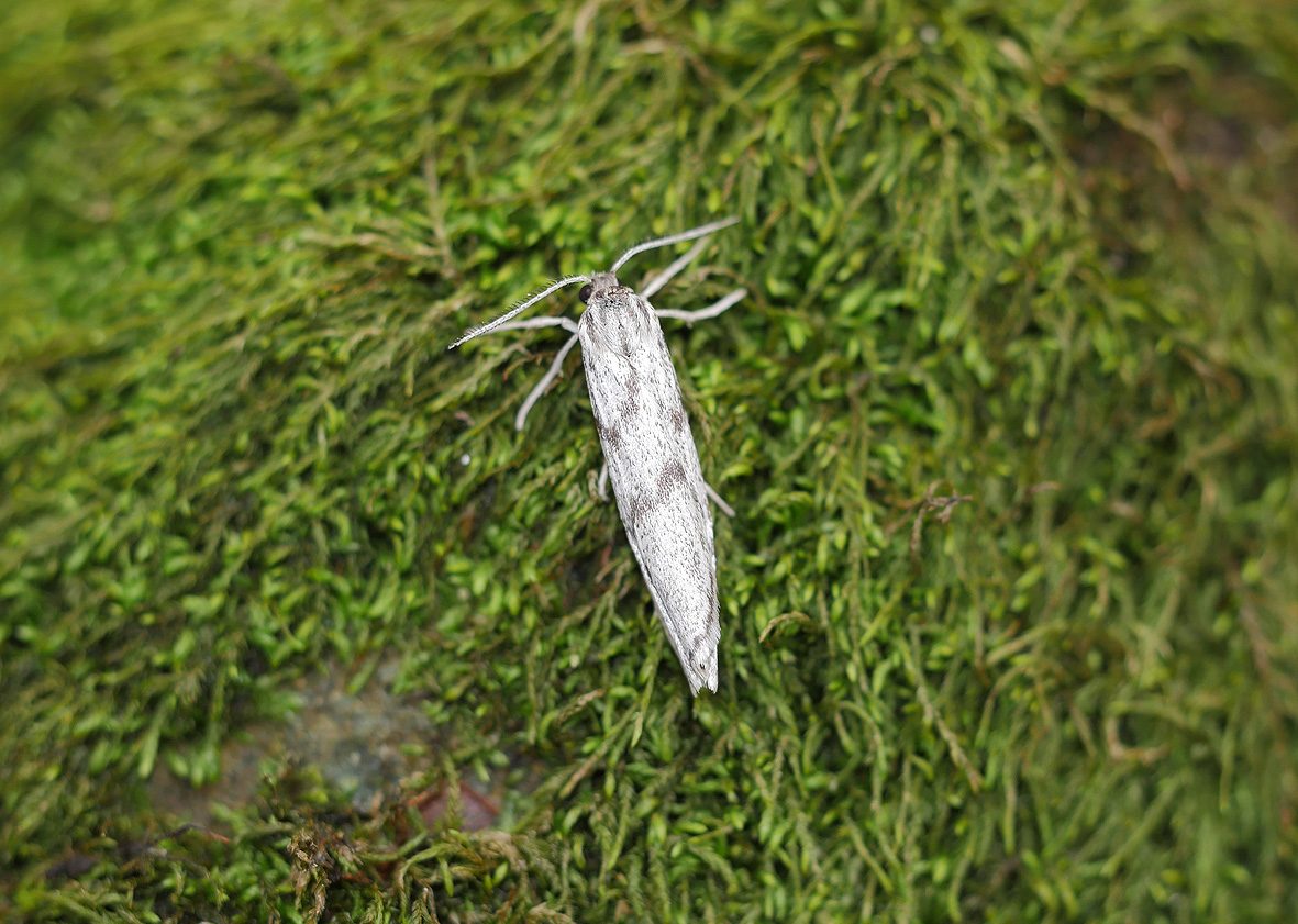 coscinia-bifasciata