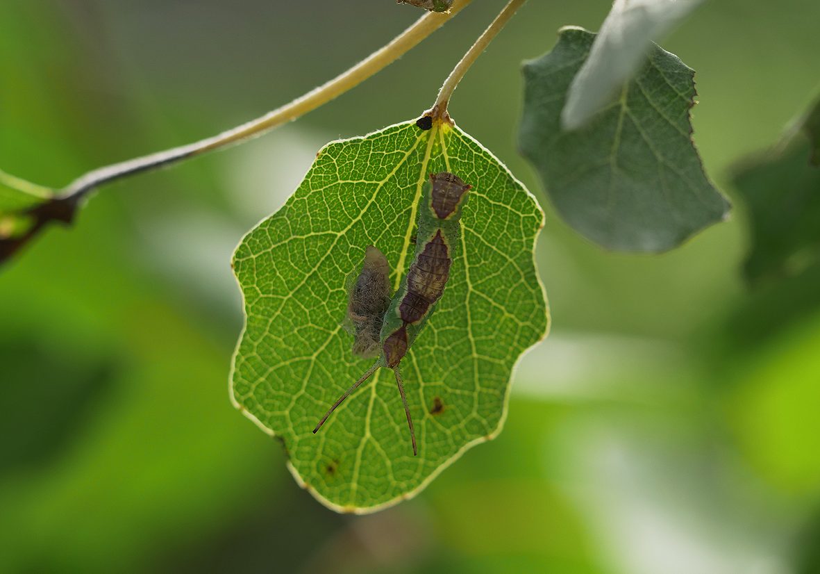 furcula-bifida