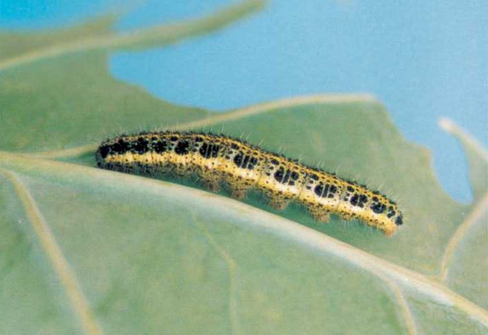 pieris-brassicae