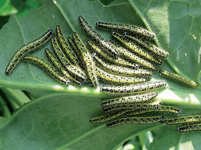 pieris-brassicae