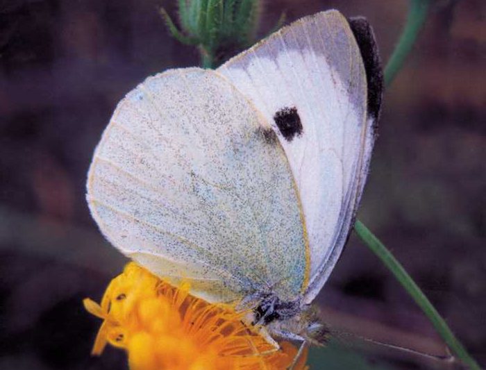 pieris-brassicae