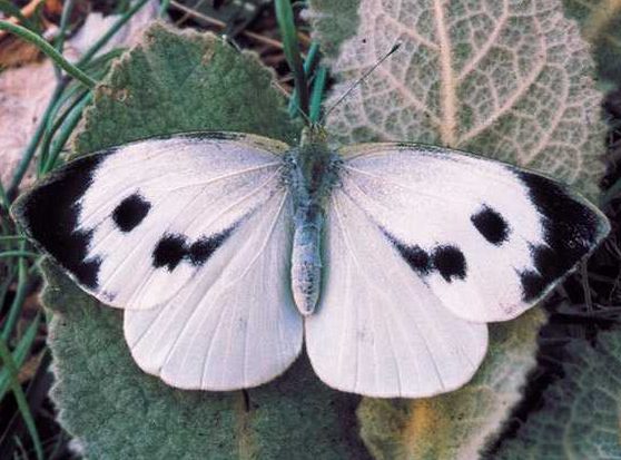 pieris-brassicae