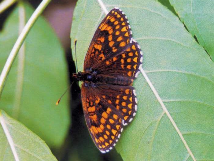 melitaea-britomartis