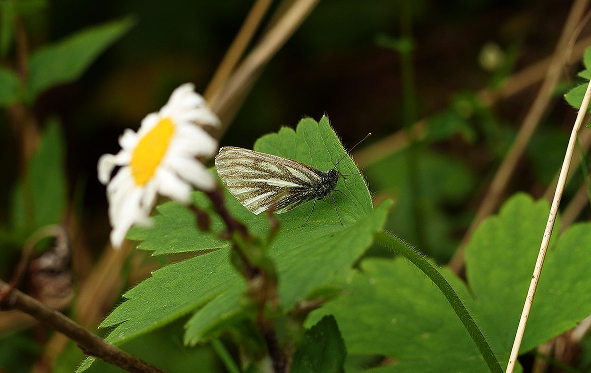 pieris-bryoniae