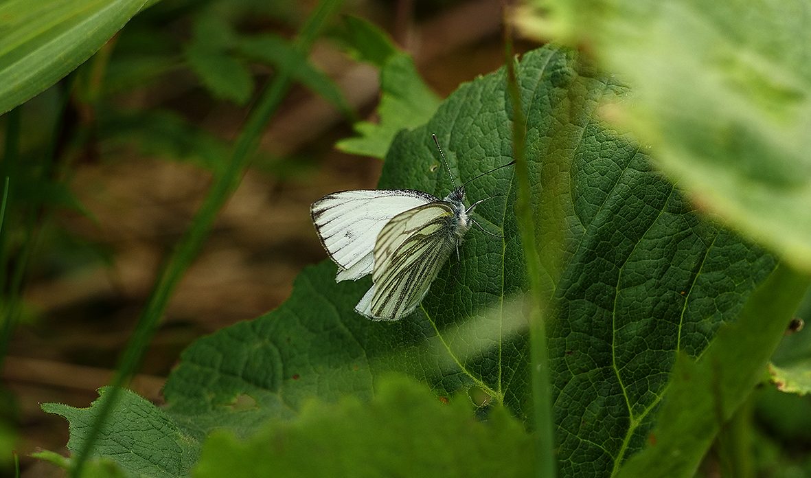 pieris-bryoniae