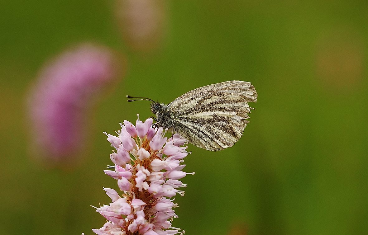 pieris-bryoniae