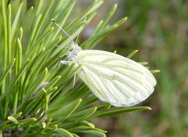 pieris-bryoniae