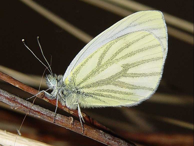 pieris-bryoniae