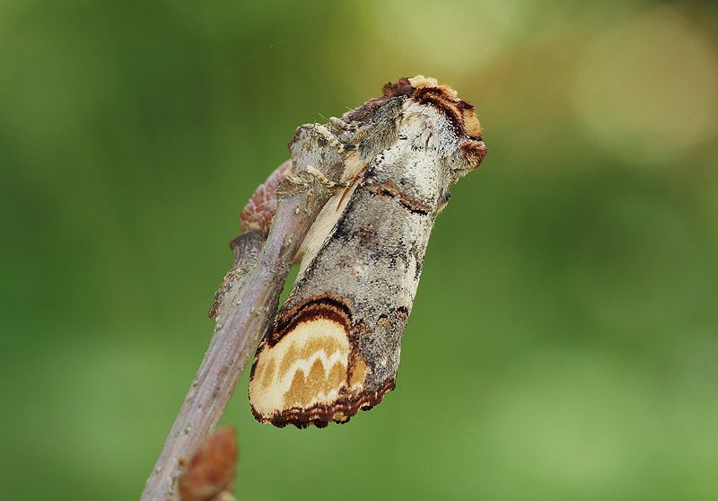 phalera-bucephala