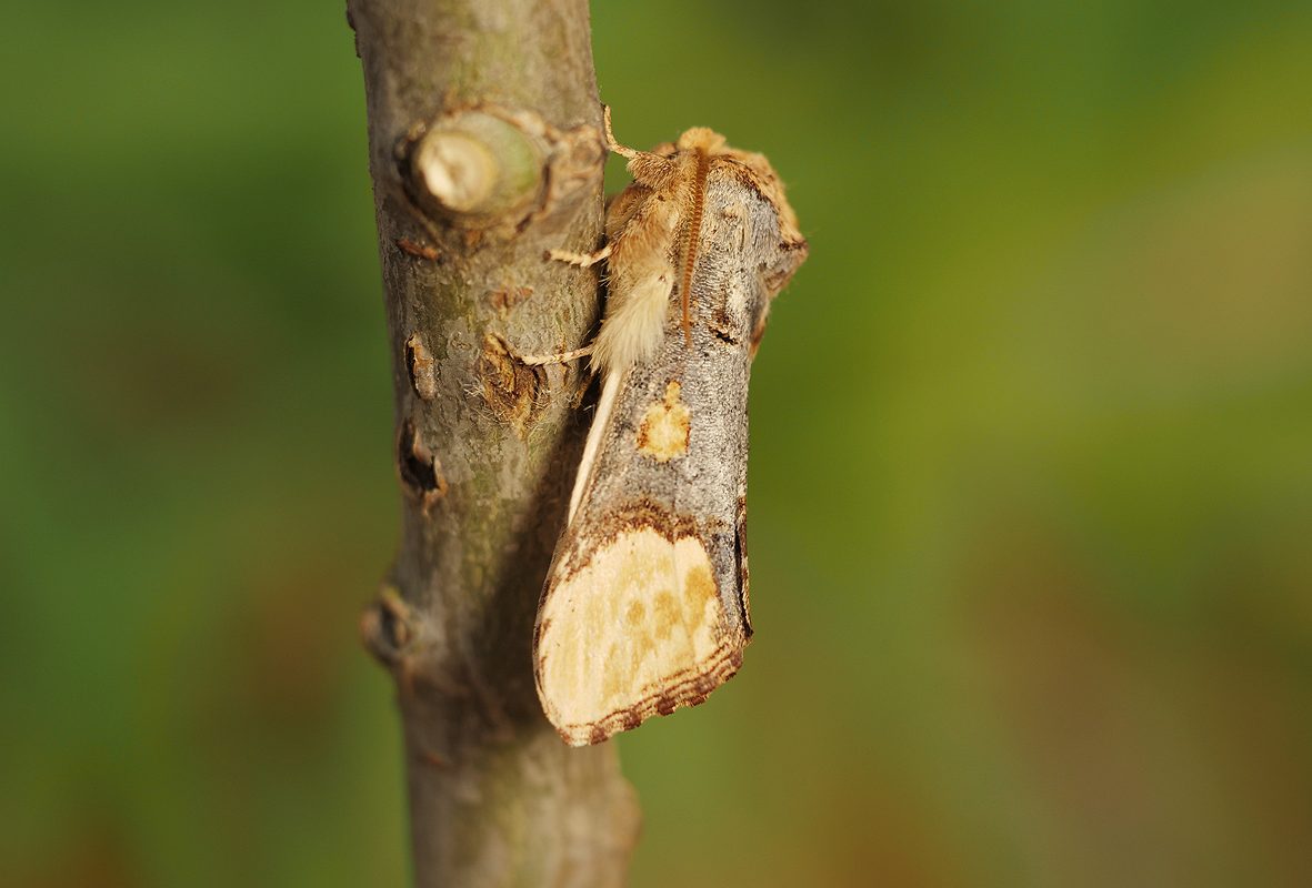 phalera-bucephaloides