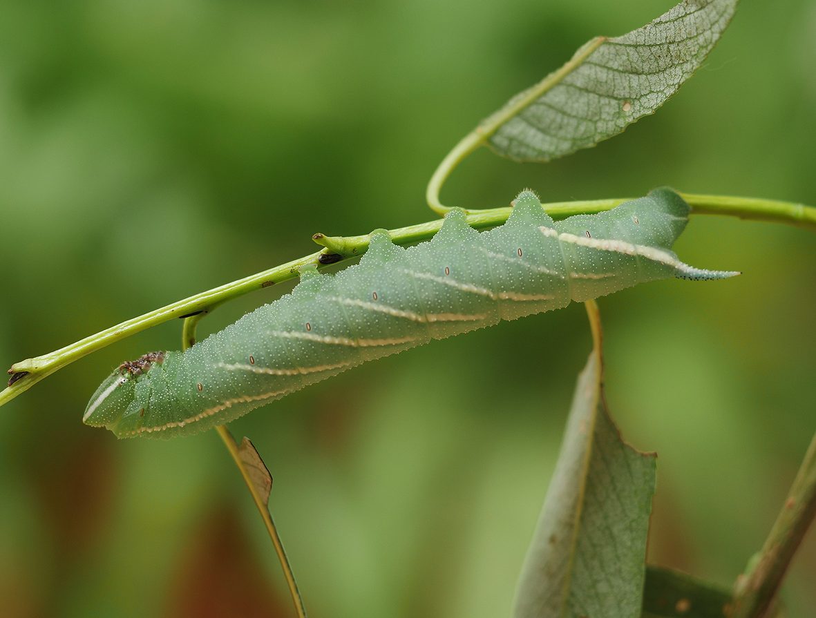 smerinthus-caecus