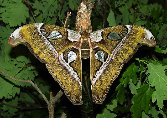 attacus-caesar