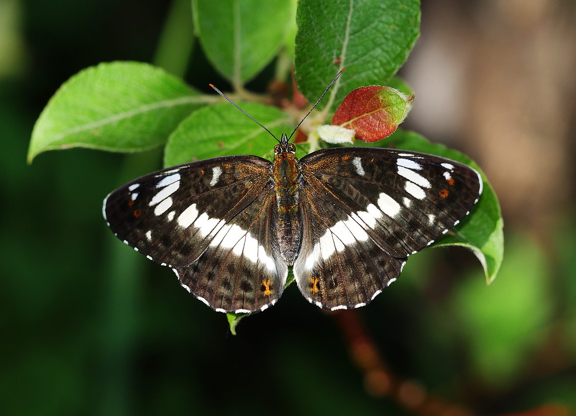 limenitis-camilla