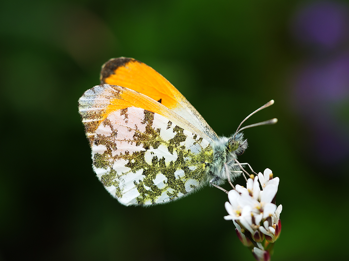 anthocharis-cardamines