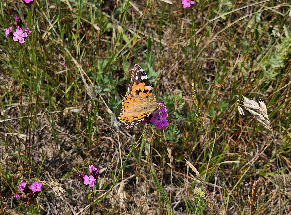 imago - samica cardui