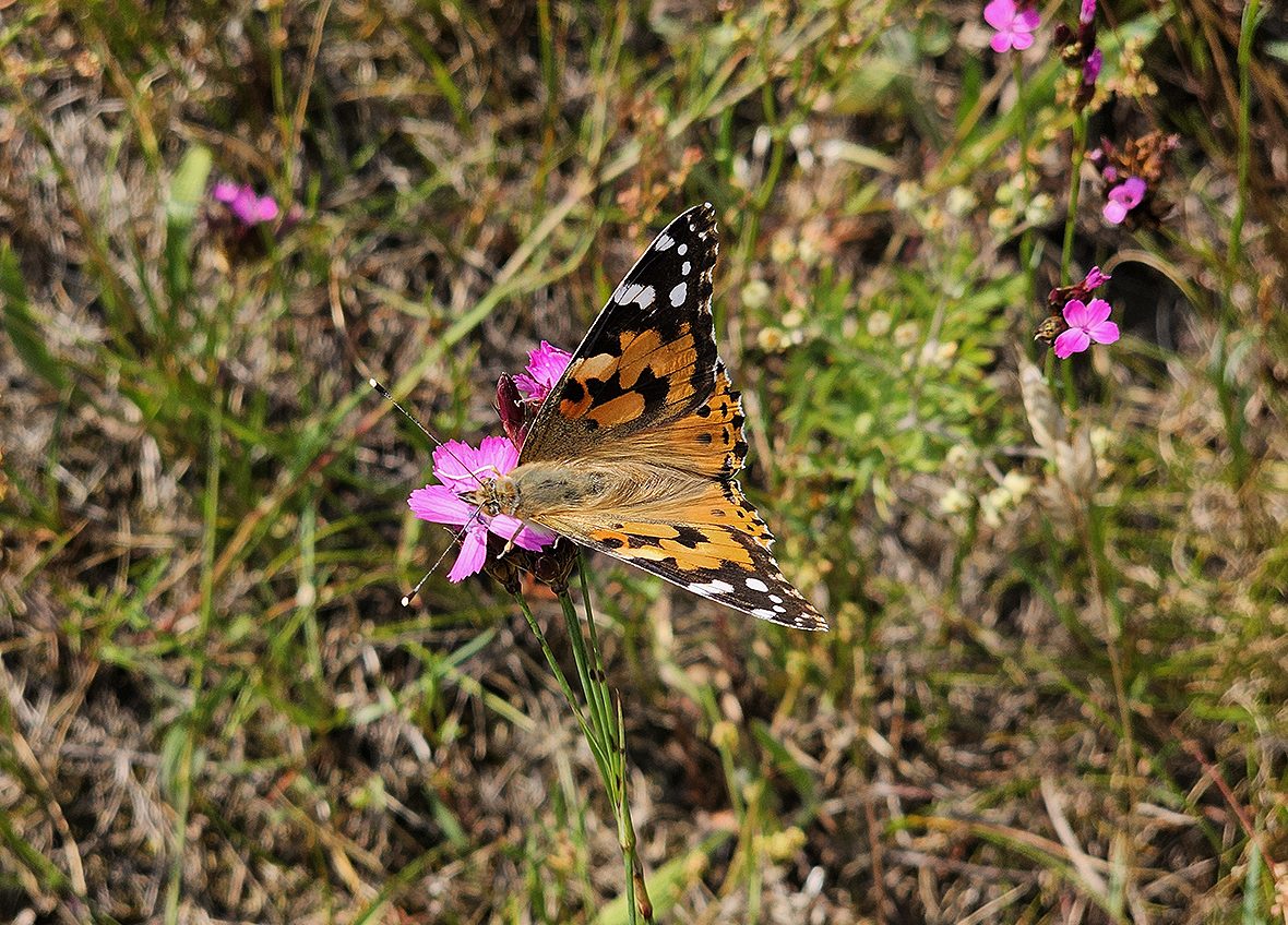 imago - samica cardui