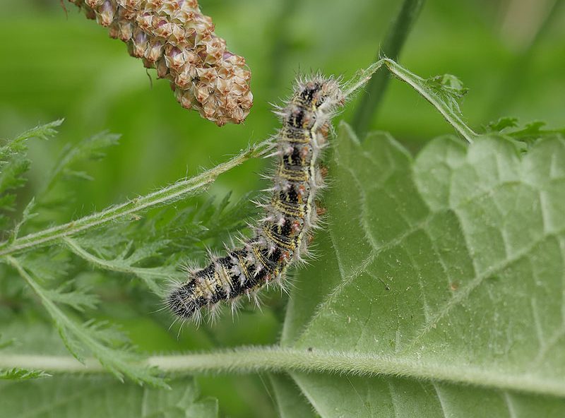 cardui