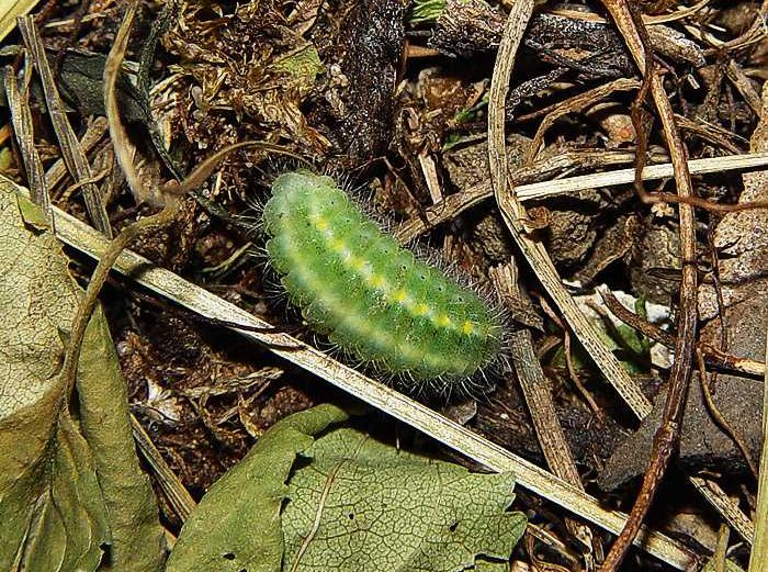 zygaena-carniolica