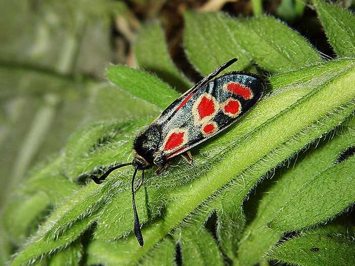 zygaena-carniolica